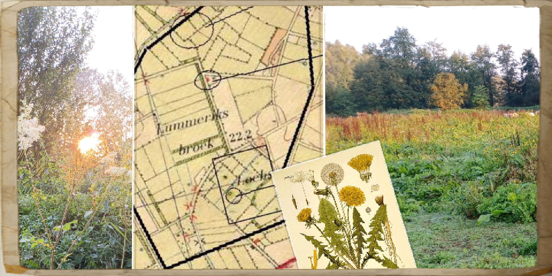 Kruidenwandeling door de Lummerick